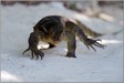 20180329_LGP1128 Monitor Lazzard on the beach - Hong Island, Phang Nga Bay, Krabi, Thailand