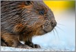 LGPbeaver9878 Happy Beaver - Jasper, AB., Canada