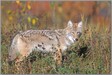 LGPcoyote01 Coyote - Edson AB., Canada