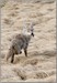 LGPcoyote9416 Coyote's Lunch - Mt. Robson, BC., Canada