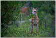 LGPfawn7420 Forest Fawn