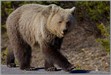 LGPgrizzlybear2109 Young Grizzly Bear