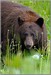 LGPgrizzlybear4423 Big Bear