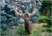 LGPjnpelk1 Elk - AB., Canada