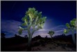 LGPjoshuatreeDSC5619 Joshua Tree National Park, CA., USA