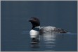 LGPloon5687 Loon on Murtle