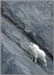 LGPmntgoat Mountain Goat - Jasper National Park