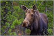 LGPmoose5225 Melow Moose