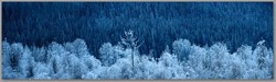 LGPtreesfrost Forest Frost * BC., Canada