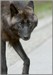 LGPwolf4334 Face to Face - Mt. Robson, BC., Canada